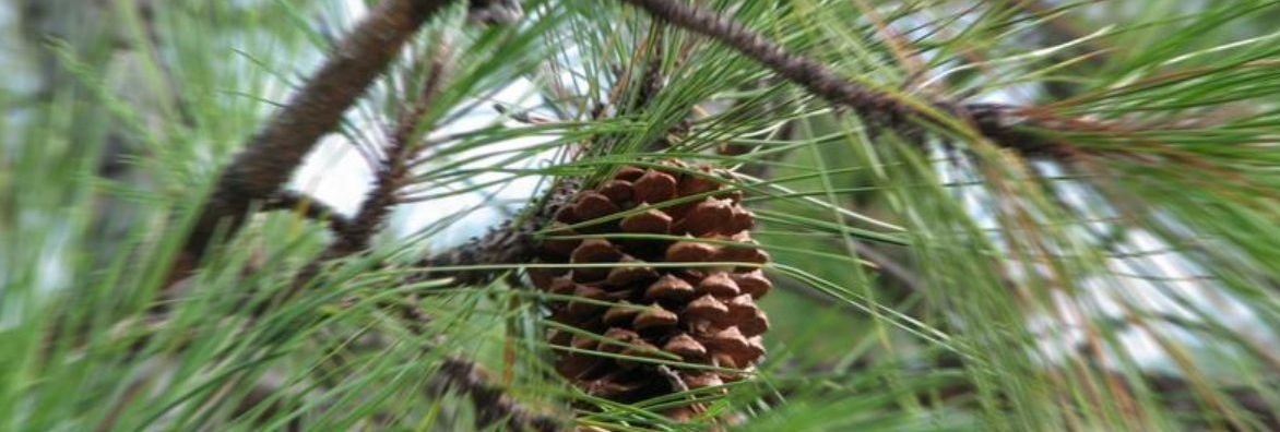 Featured image for “NZ Forest Industry Important Nationally, Regionally and Environmentally – NZIER Report”