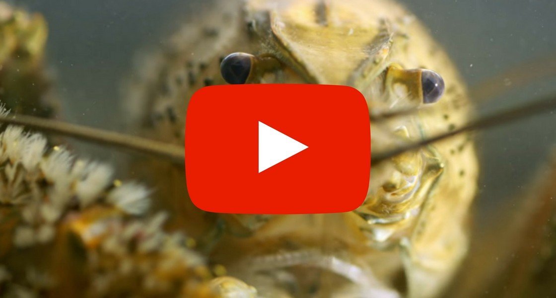 Featured image for “Farming fresh water crayfish in Southland forests”