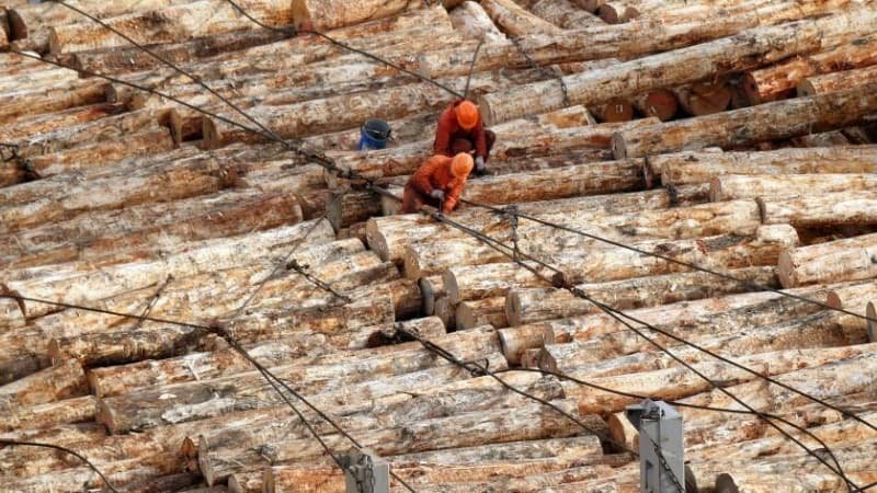 Featured image for “Inaugural Forestry Scholarship Recipients Named”