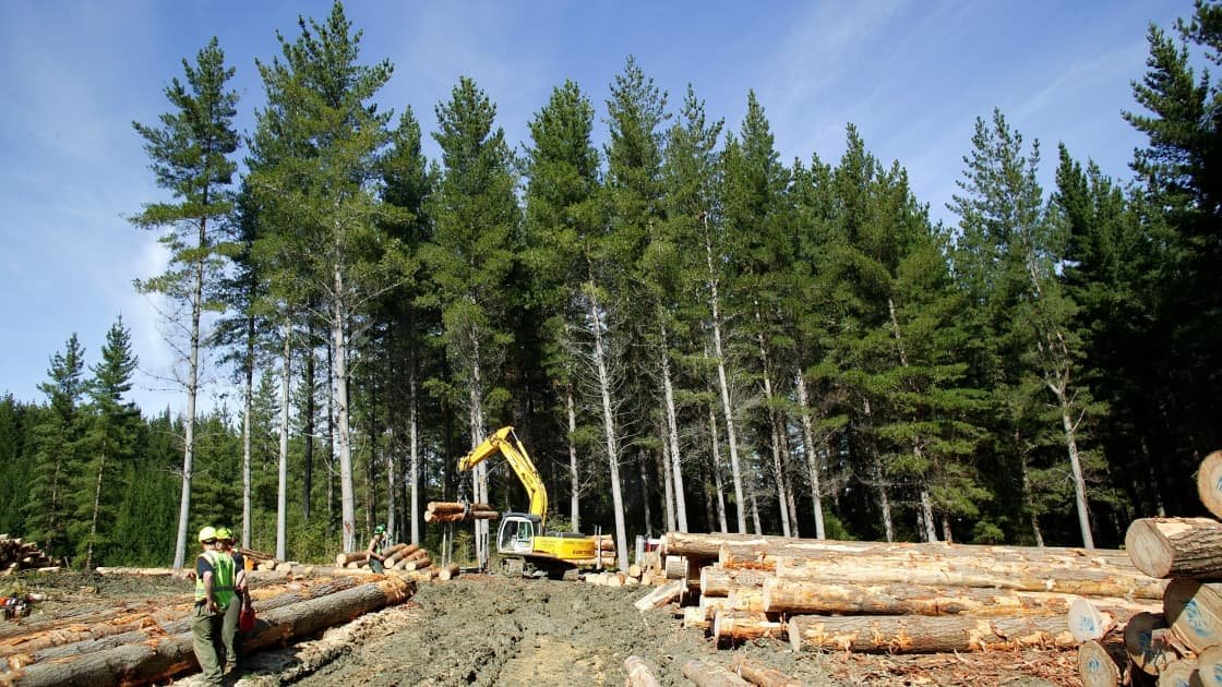 Featured image for “SWC describes forests amendment bill as ‘a lemon’”