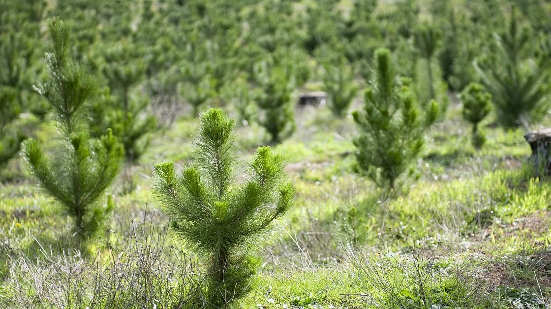 Featured image for “Invercargill City Council finds buyer for forestry”