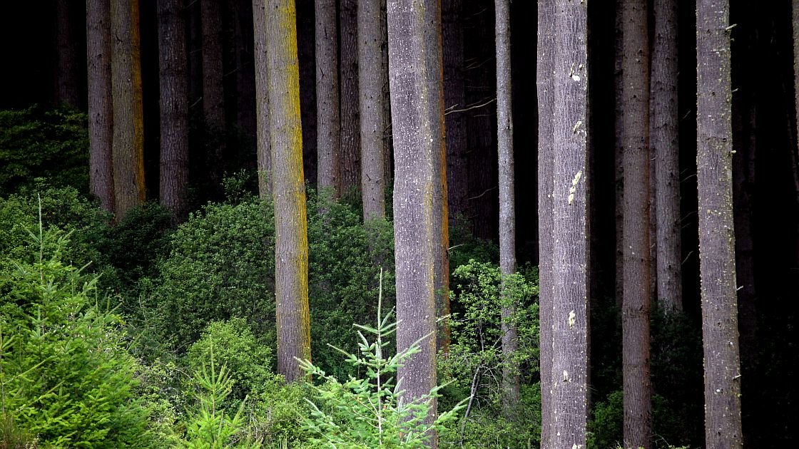 Featured image for “Forestry industry in the South remains resilient”