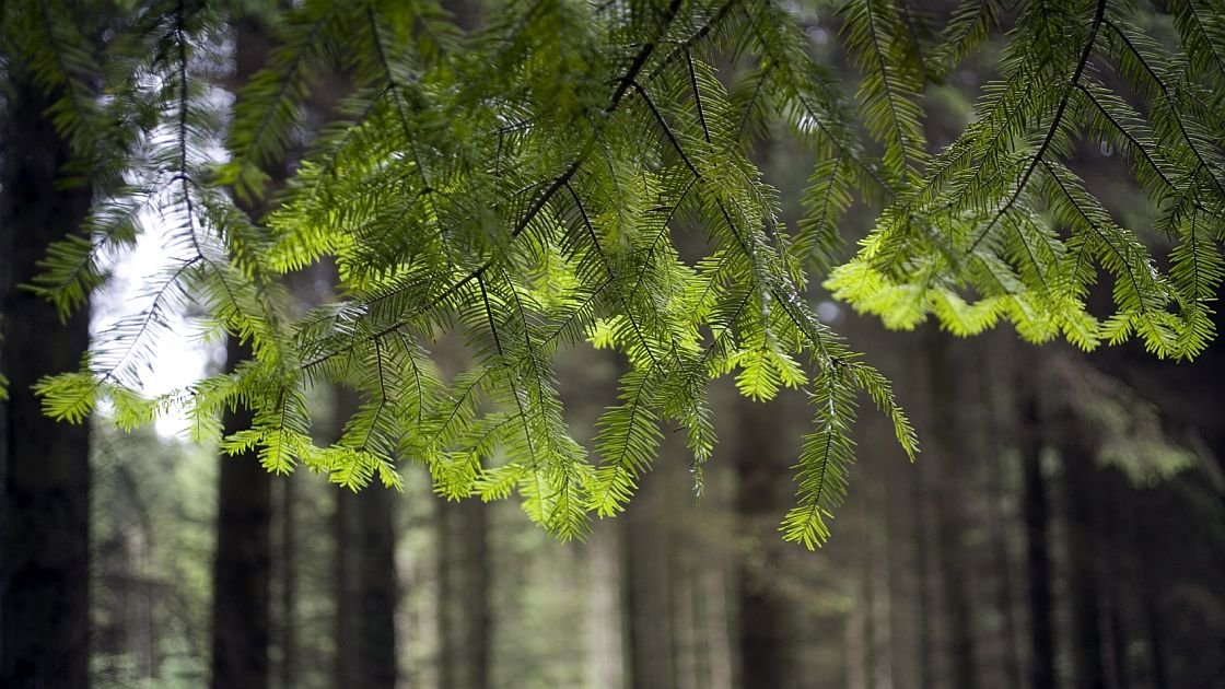 Featured image for “NZ Council seeking controls over carbon forestry”