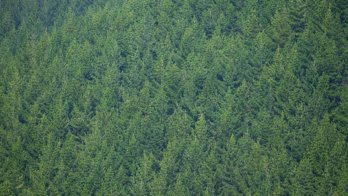 Featured image for “Southern Wood Council update – Rural South”