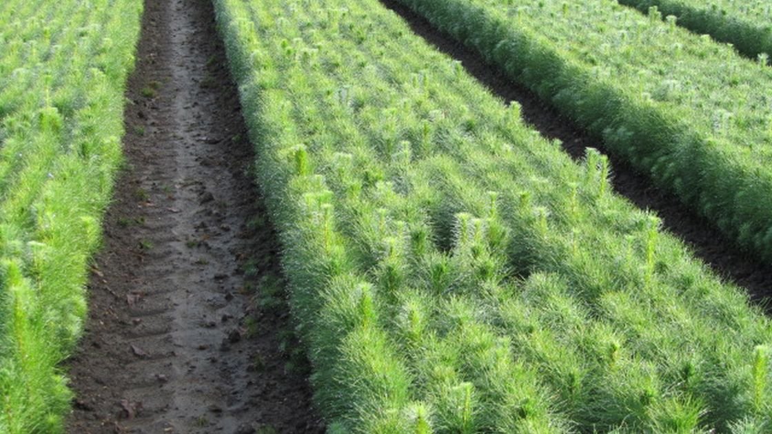 Featured image for “Optimistic outlook for tree seedlings supplier”
