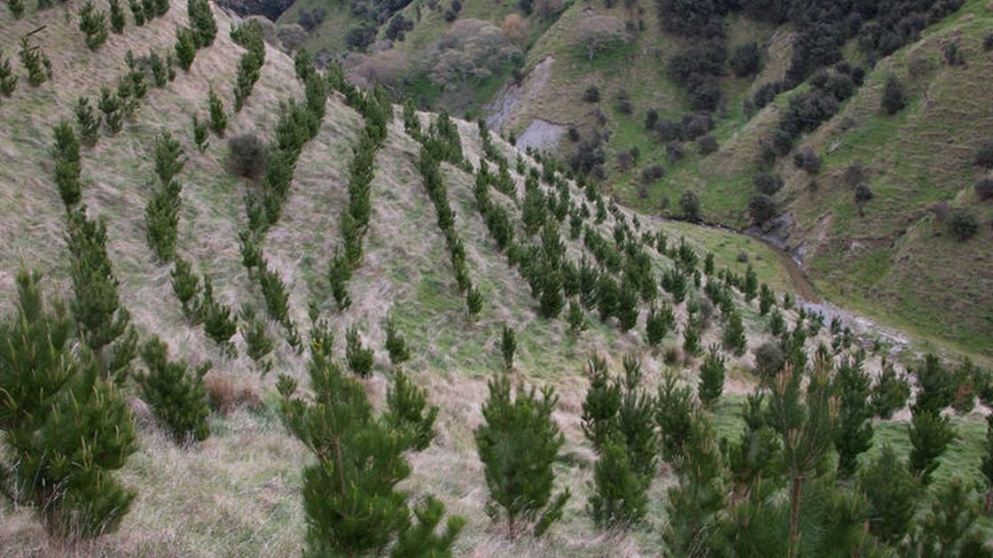 Featured image for “Southland farm bought for forestry”