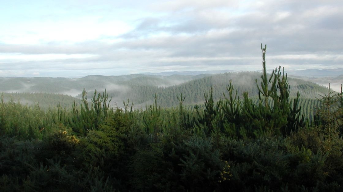 Featured image for “Two pension funds acquire NZ forestry asset”
