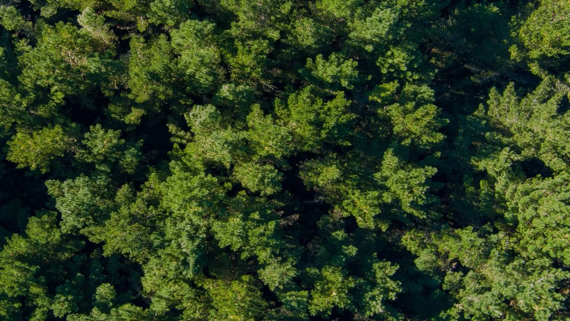 Featured image for “Plantation forestry debate lights up the South”