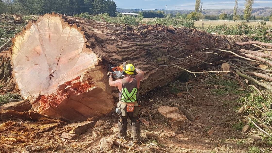 Featured image for “Monster Redwood from South Canterbury”