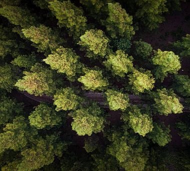 Featured image for “Malaysian Co. buys 264ha of Tuatapere land for forestry”